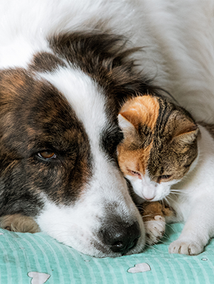 cat and dog cuddled up together